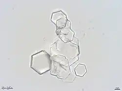Translucent, hexagon-shaped crystals seen through a microscope