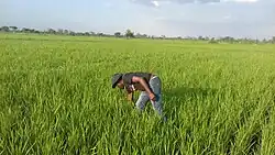 A man attends to a rice field in Ngenge Village, Kween District-Eastern Uganda