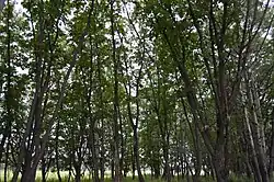 Forest in Dalnerecensky District