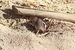 Brown long-tailed rat