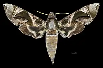 Daphnis hypothous hypothous ♀