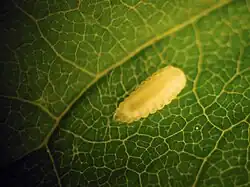 Larva of Dasineura pellex
