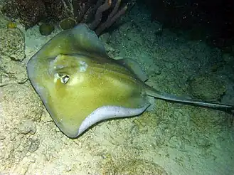 A southern stingray in Bonaire.