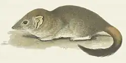 Drawing of brown antechinus