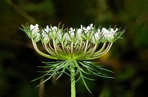 Daucus carota umbel (inflorescence). Individual flowers are borne on undivided pedicels from a common node.