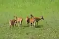 Deers at Bardiya National Park