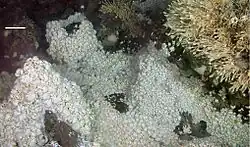 Image 28Dense mass of white crabs at a hydrothermal vent, with stalked barnacles on right (from Habitat)