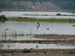 Tidal flats, Ardea herodias. Great blue heron. Great Blue Heron and Killdeer Plover, chemin des Ancêtres