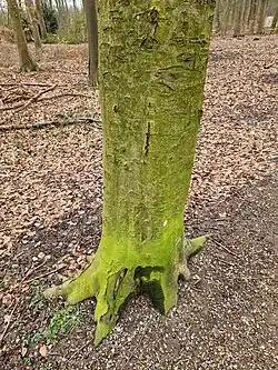 Desmococcus, a terrestrial alga growing on the bark of a beech tree