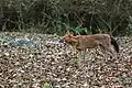 Dhole at Biligiriranga Hills, Karnataka