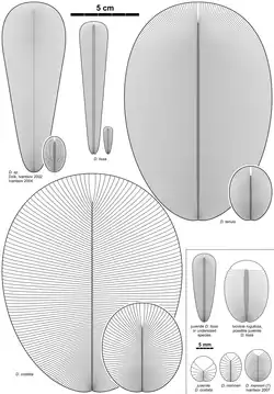 Diagram of various Dickinsonia species