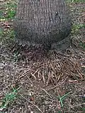 Trunk base and roots