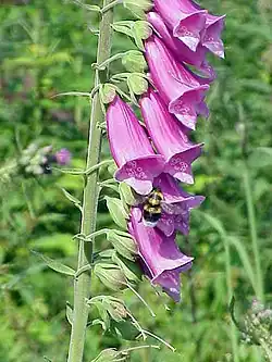 The foxglove, Digitalis purpurea, contains digoxin, a cardiac glycoside. The plant was used on heart conditions long before the glycoside was identified.[58][78]