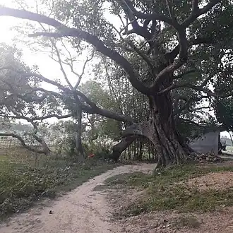 Oldest peepal tree at Dihabarthan Nargho, a symbol of wisdom and nature-loving.