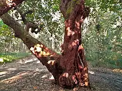 Trunk showing red flaky bark
