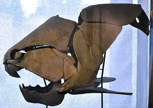 Dunkleosteus skull (c. 370 Mya), about 1 metre (+1⁄2 across