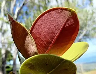 Leaf detail