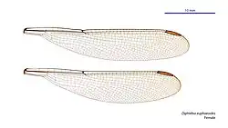 Female wings