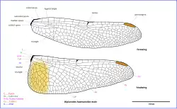 Diagram of male wings
