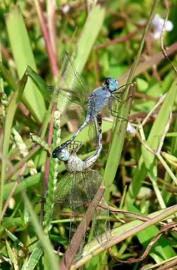 Mating