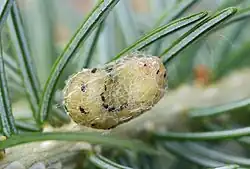 Larva forming pupa in pine tree