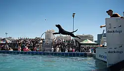 A black dog jumping off of a dock into the water below.