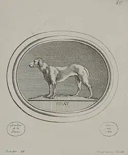Dog; engraved print by Madame de Pompadour of a drawing by Boucher, after an engraved gemstone by Guay c. 1755.
