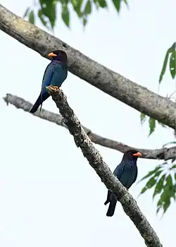 A pair of birds from Manas, Assam, India.