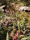 Rasp Ferns & Dendrobium kingianum around the pond at the Reserve