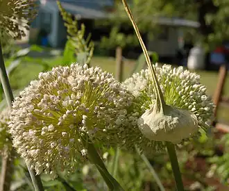 Two blooming flower heads