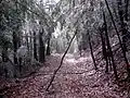 A broken tree branch, suspended from luckier trees, hanging over a snowmobile path in a forest in Hillsborough County, New Hampshire