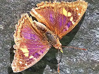 Worn male Iguazu Falls, Argentina