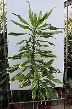 Dracaena fragrans, called Masale in Kichagga is a sacred plant for the Chagga