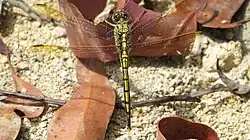 Young male showing his true colours