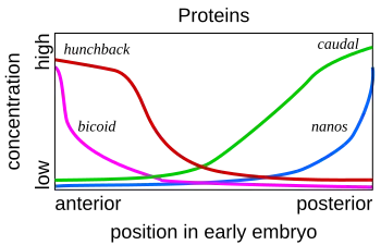Image 15Gene product distributions along the long axis of the early embryo of a fruit fly (from Evolutionary developmental biology)