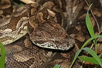 Acrantophis type species; Dumeril's boa (A. dumerili)