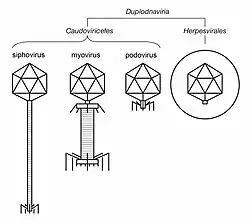 An illustration comparing the virions of viruses in "Duplodnaviria"