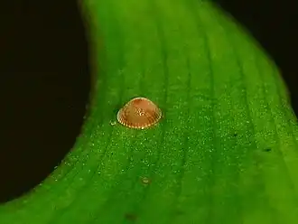 Egg