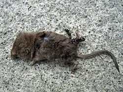 Brown shrew