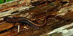 Dwarf salamander (Eurycea quadridigitata) in Polk County