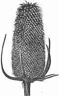Teasel used for Raising