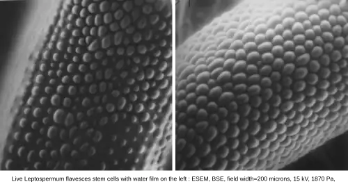 Live Leptospermum flavescens stem cells with water film on left, at room temperature