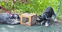 Two terrier dogs sniff a box made of wood and wire holding white mice as they prepare for an earthdog trial.