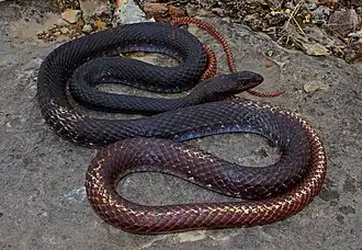 Eastern coachwhip (M. f. flagellum), St. Genevieve County, Missouri