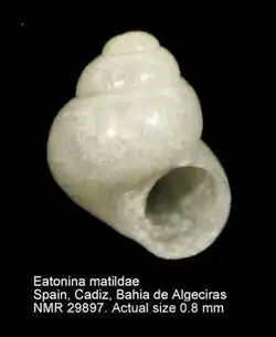 Eatonina matildae