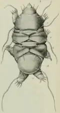 Dorsal view, showing its four segmented bands