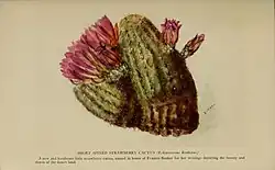 Echinocereus bonkerae