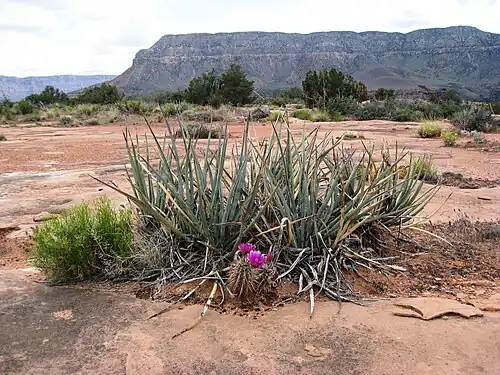 Echinocereus fendleri growing with Yucca in Arizona