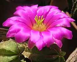 Echinocereus viereckii ssp. morricalii HBG 48099
