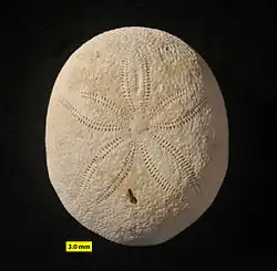 Echinolampas, a sea urchin